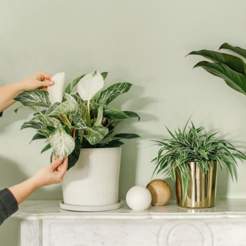 Large Plant Pot and Saucer - White/speckled - H&M Home - 34.99$ affordable planter plant pot brooklyn interior designer