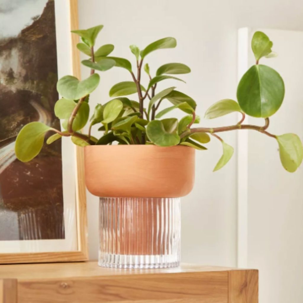Izzie Self-Watering Planter - Urban Outfitters Home - 39$ affordable plant pot brooklyn interior designer